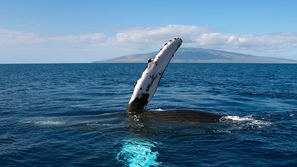 Best Maui Animals Humpback Whale