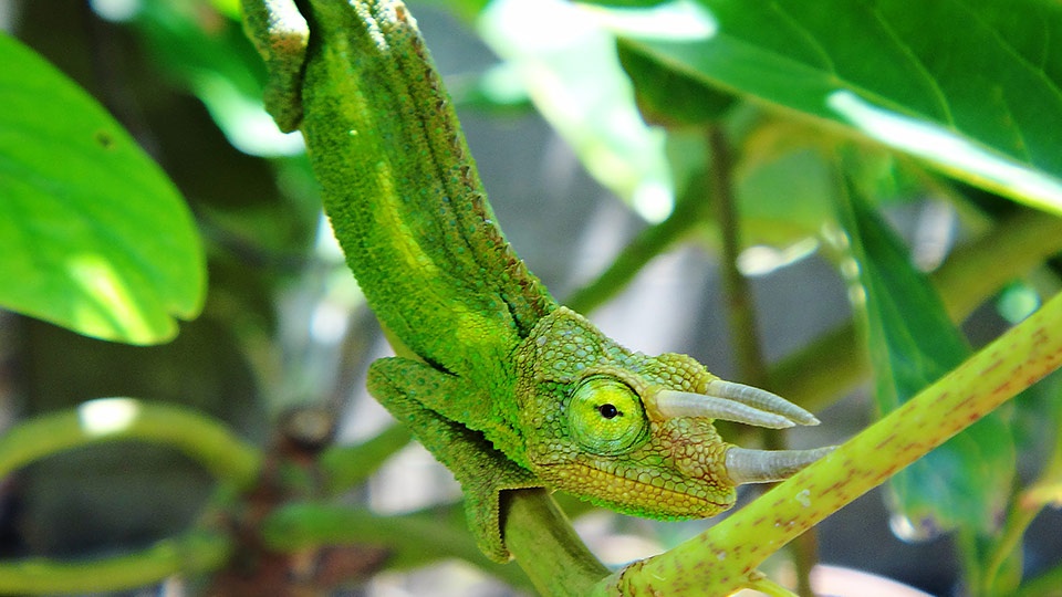 Top Maui Animals Jackson Chameleon