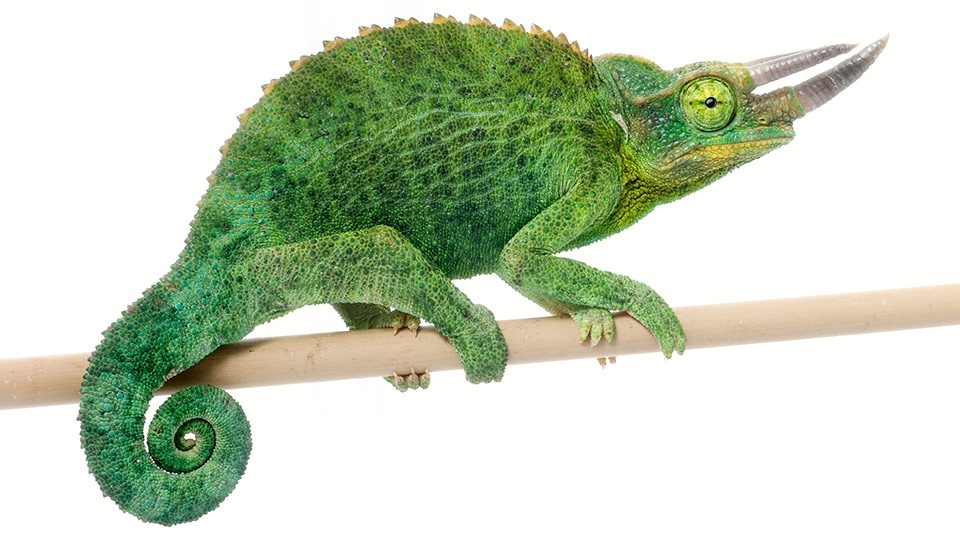 Top Maui Animals Jackson Chameleon