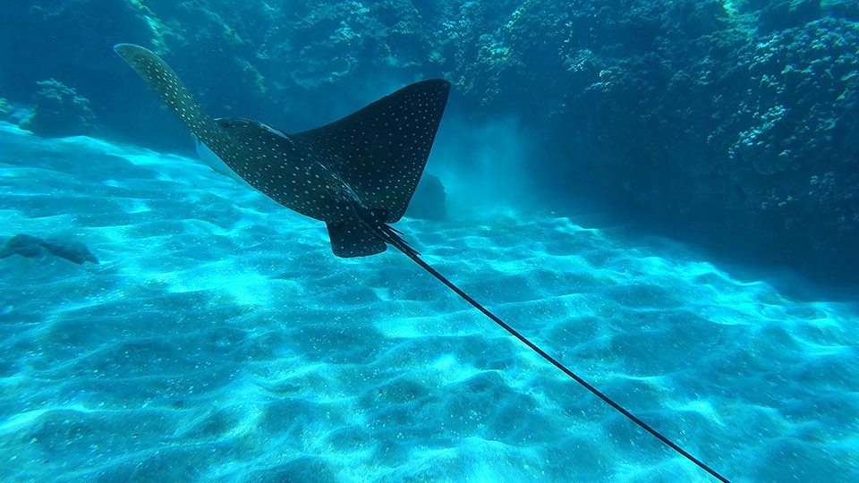 Top Maui Animals Manta Ray