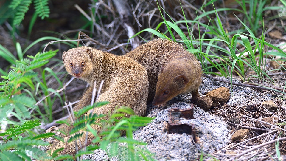 Top Maui Animals Mongoose