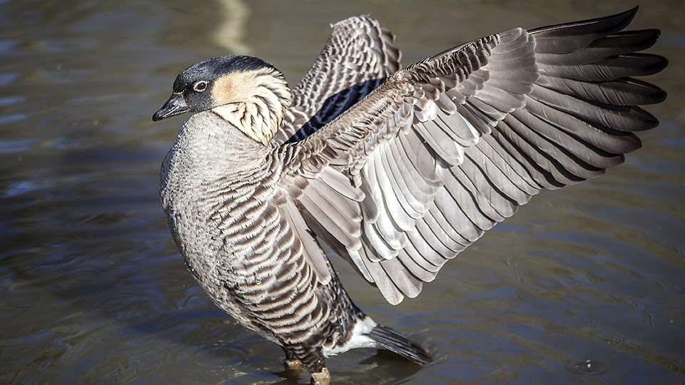 Top Maui Animals Nene Goose