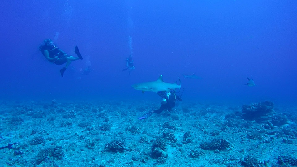 Top Maui Animals Shark scuba