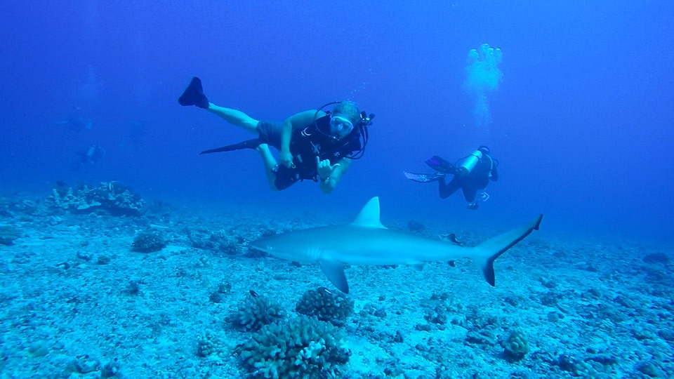 Top Maui Animals Shark scuba divers