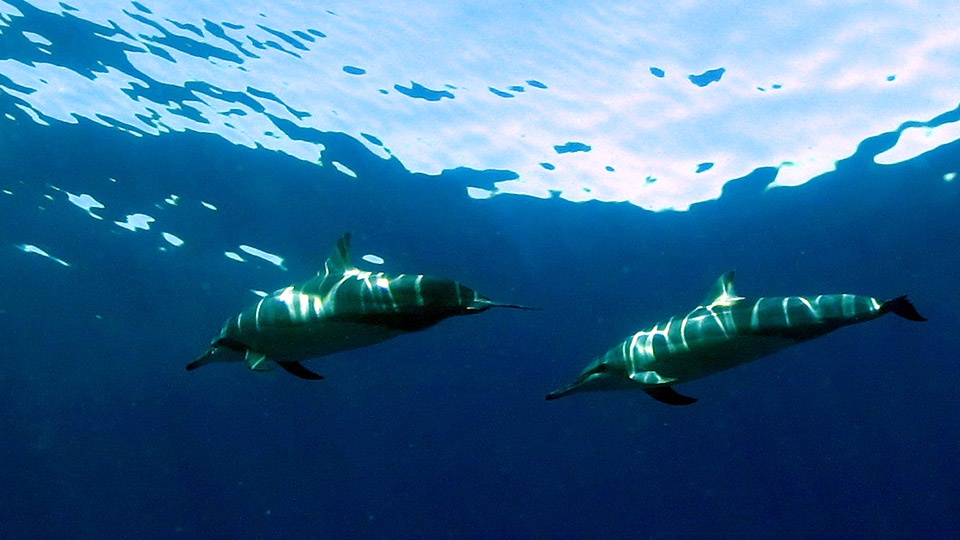 Best Maui Animals Spinner Dolphin