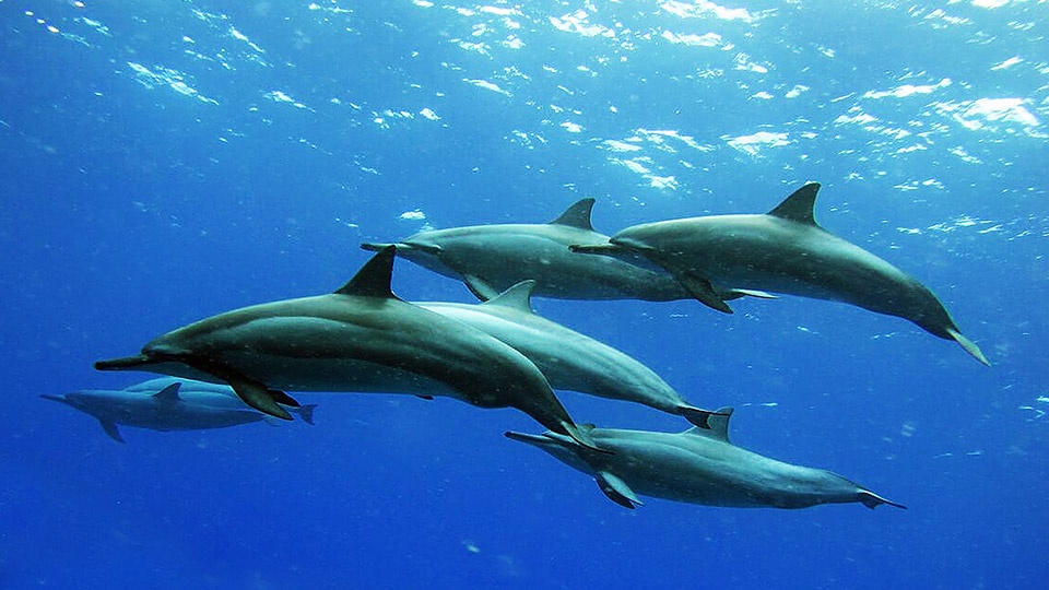 Awesome Maui Animals Spinner Dolphins