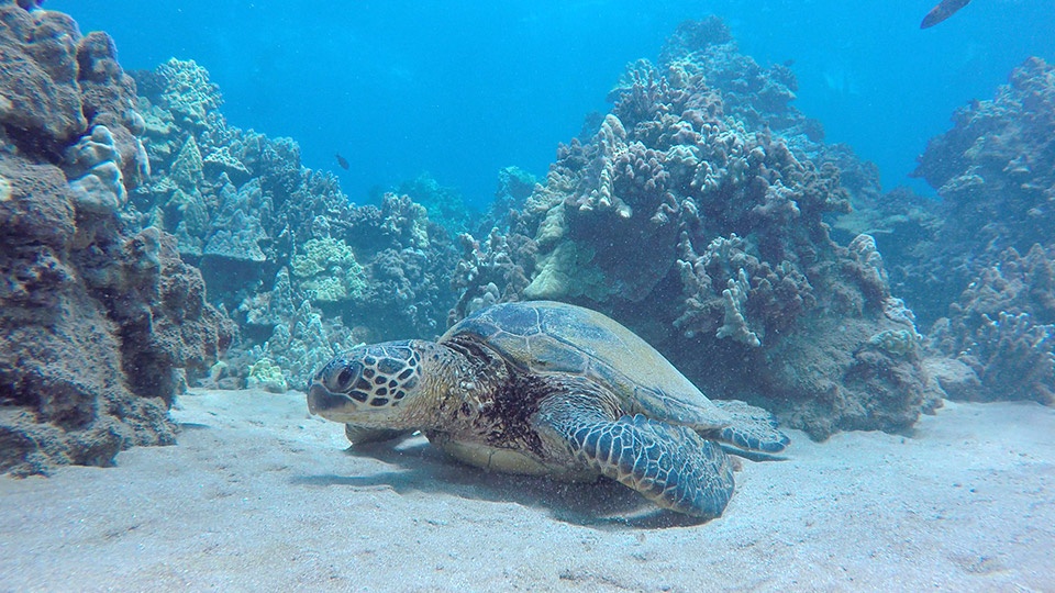 Best Maui Animals Sea Turtle