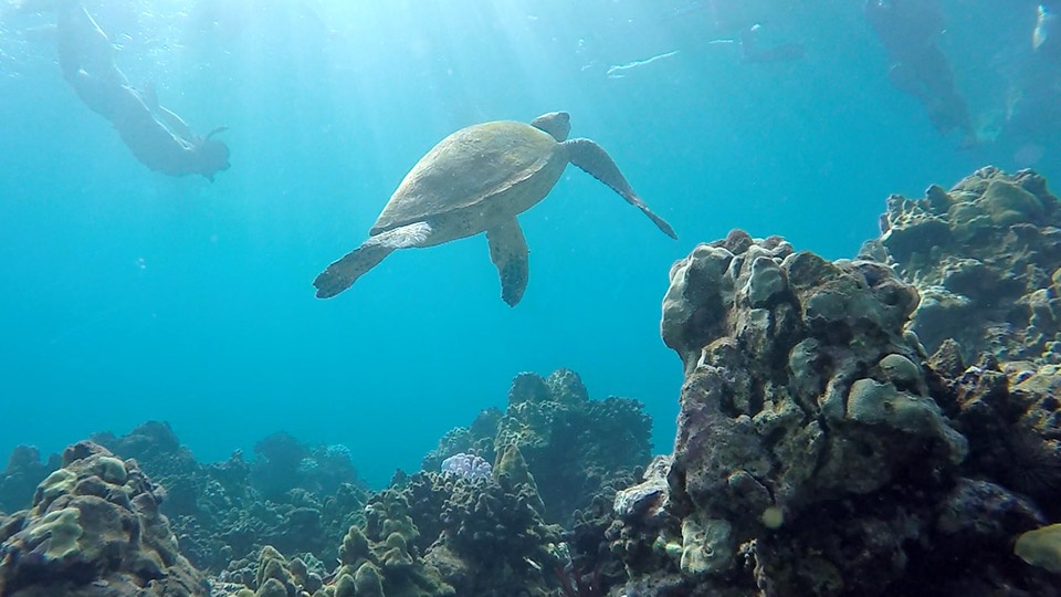 Best Maui Animals Sea Turtle