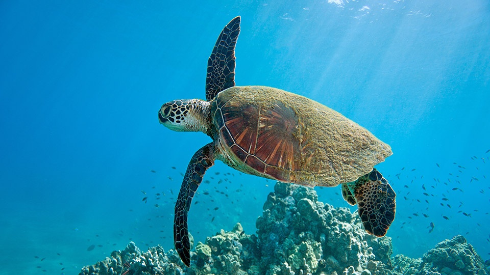 Best Maui Animals Sea Turtle