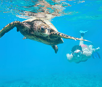 Maui Snorkel Video Turtle Underwater