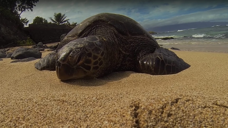 Best Maui Videos Sea Turtle