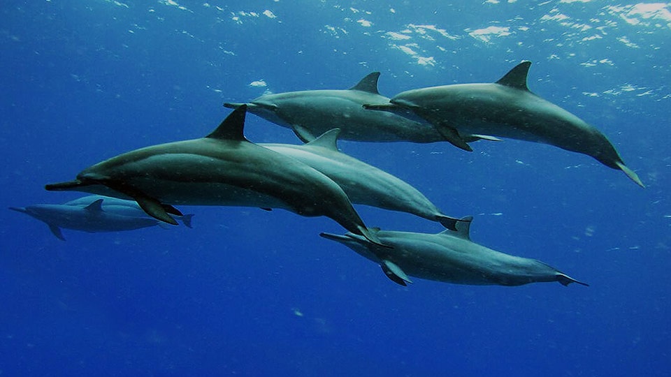 Best Maui Videos Hawaiian Spinner Dolphins