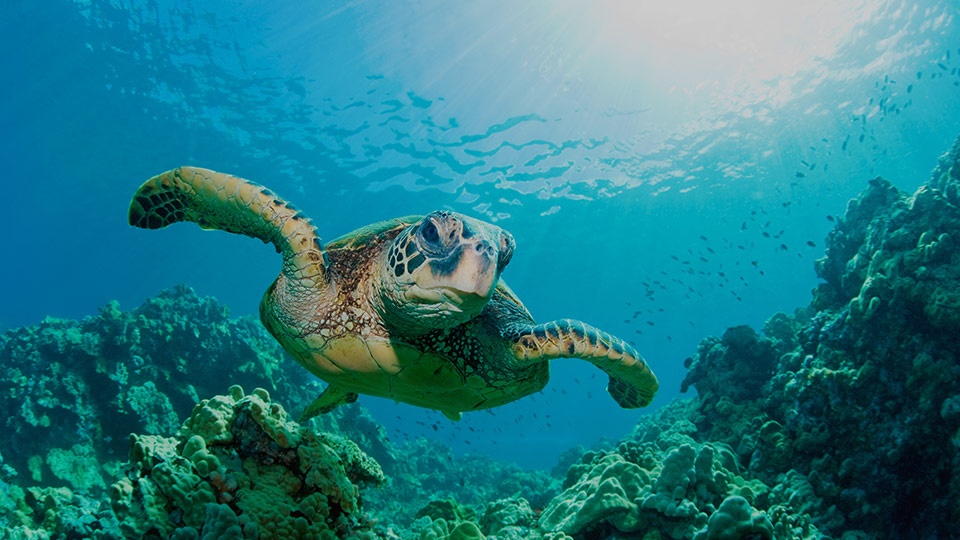 Best Videos Sea turtle