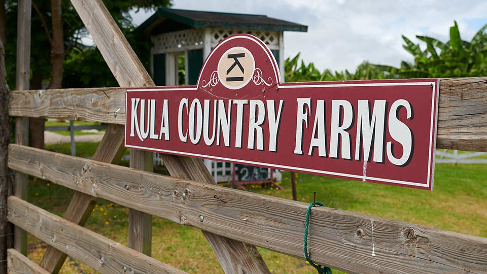 Best Locally Grown Maui Kula