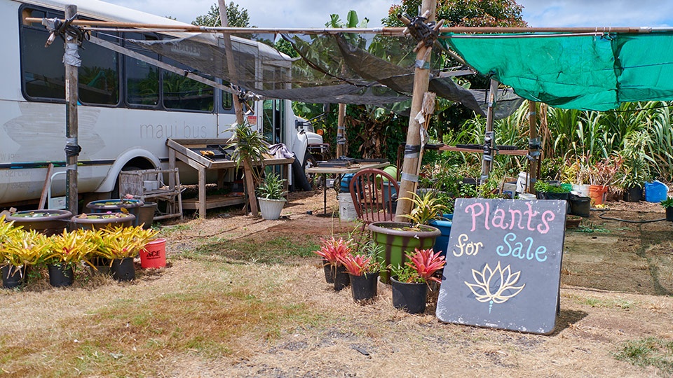 Best Locally Grown Maui Farmers Market