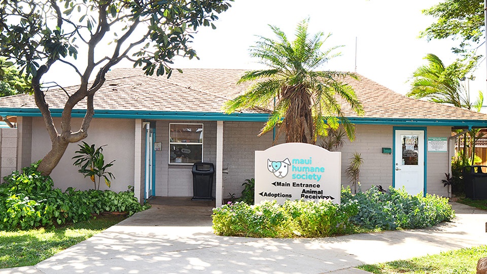 Maui Humane Society non-profit