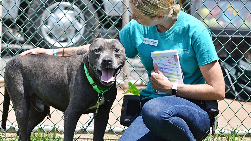 Maui Humane Society non-profit