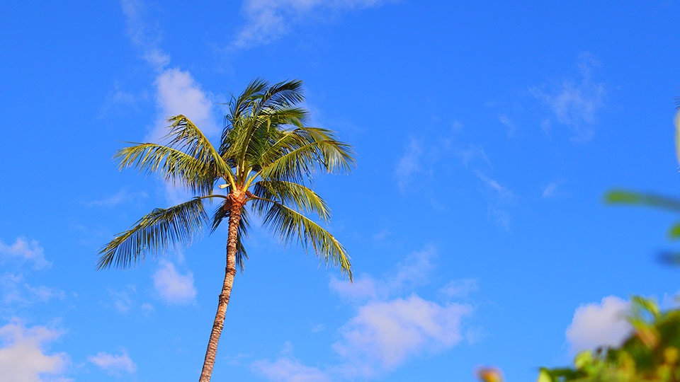 Best Maui Lahaina Shores Resort
