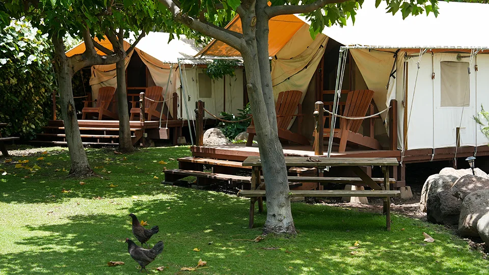 Best Things to Do in West Maui Camp Olowalu