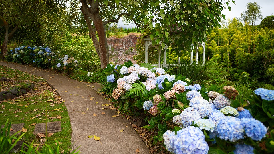 Peaceful Secret Spots Kula Botanical Gardens