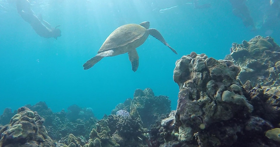 Best Maui Peaceful Secret Spots Turtle Town