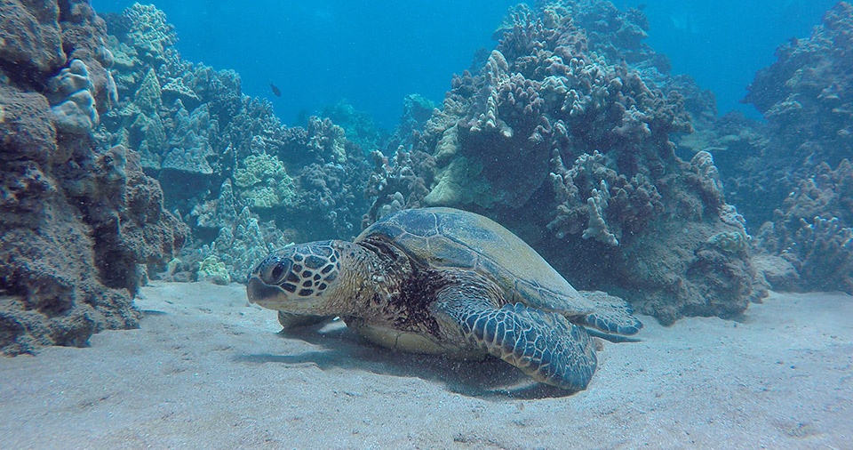 Best Maui Peaceful Secret Spots Turtle Town