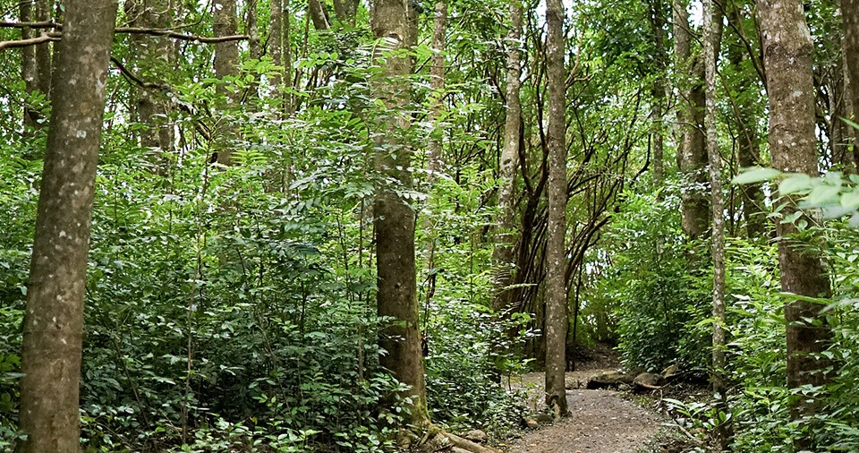 Peaceful Secret Spots Waihee Ridge Trail