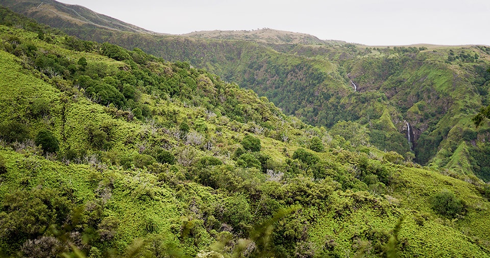 Peaceful Secret Spots Waihee Ridge Trail