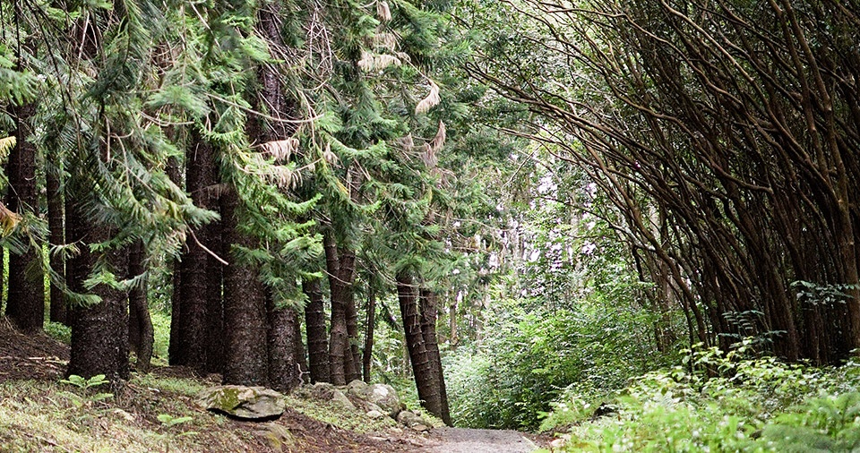 Peaceful Secret Spots Waihee Ridge Trail