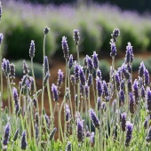 Best Maui Plantation Tours Alii Kula Lavender Farm