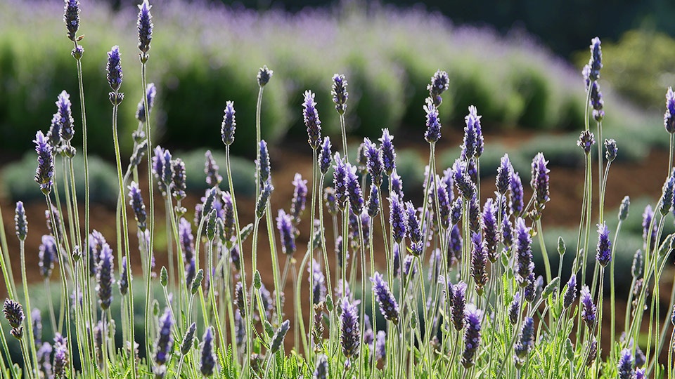 Best Plantation Maui Lavender Farm