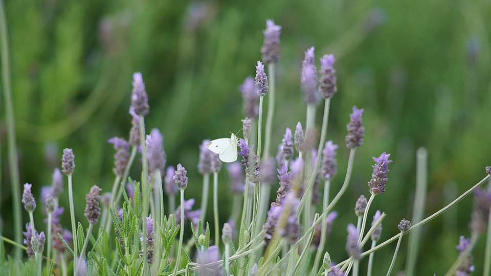 Maui Peaceful Secret Alii Kula Lavender Farm