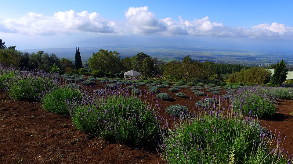 Best Plantation Maui Lavender Farm