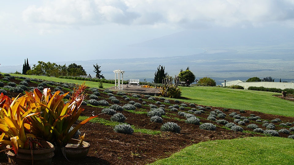 Best Plantation Maui Lavender Farm