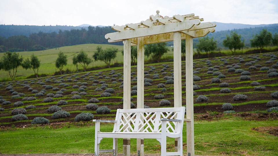 Maui Peaceful Secret Alii Kula Lavender Farm