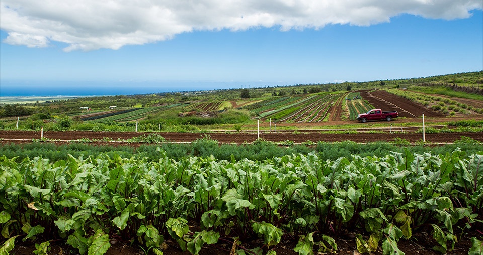 Maui Best All Organic Evonuk Farms