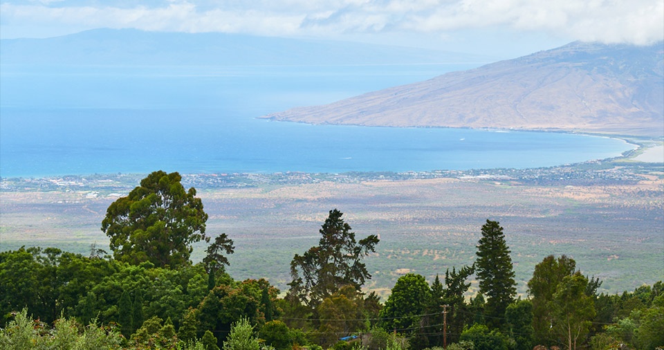 Maui Best All Organic O'o Farm