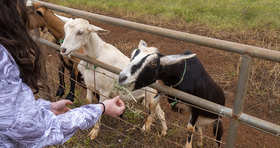 Maui Best All Organic Surfing Goat Dairy