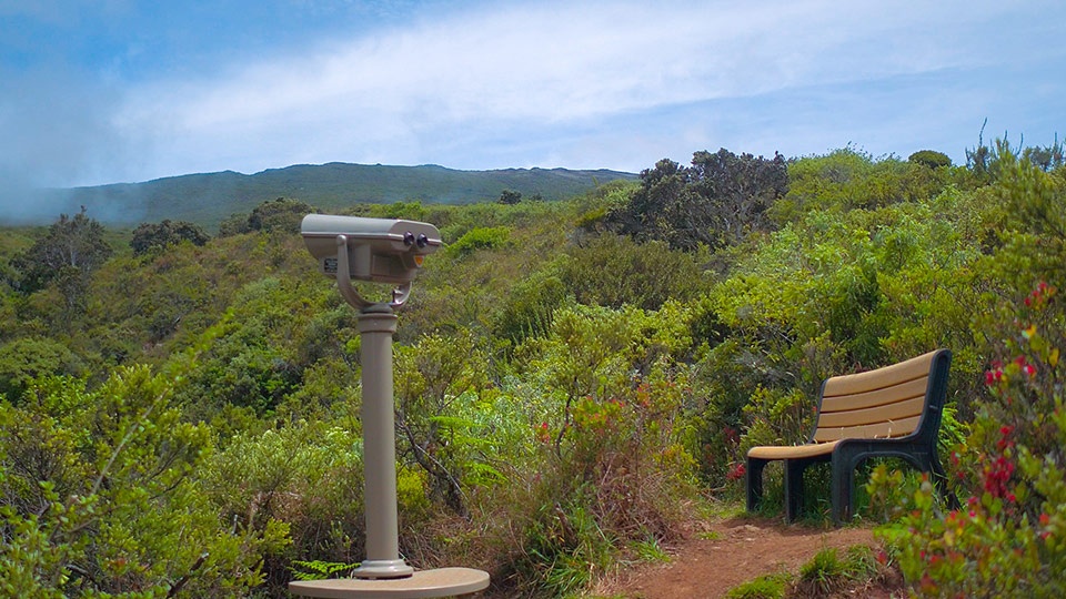 Best Maui Camping Hosmer Groves