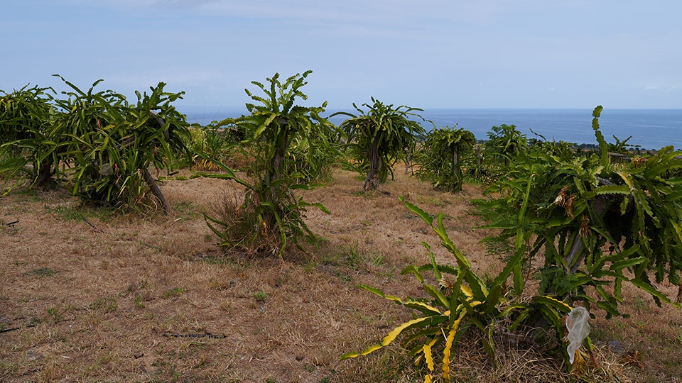 Best Plantation Maui Dragonfruit Farm