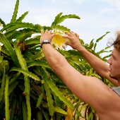 Best Maui Plantation Tours Dragonfruit Farm