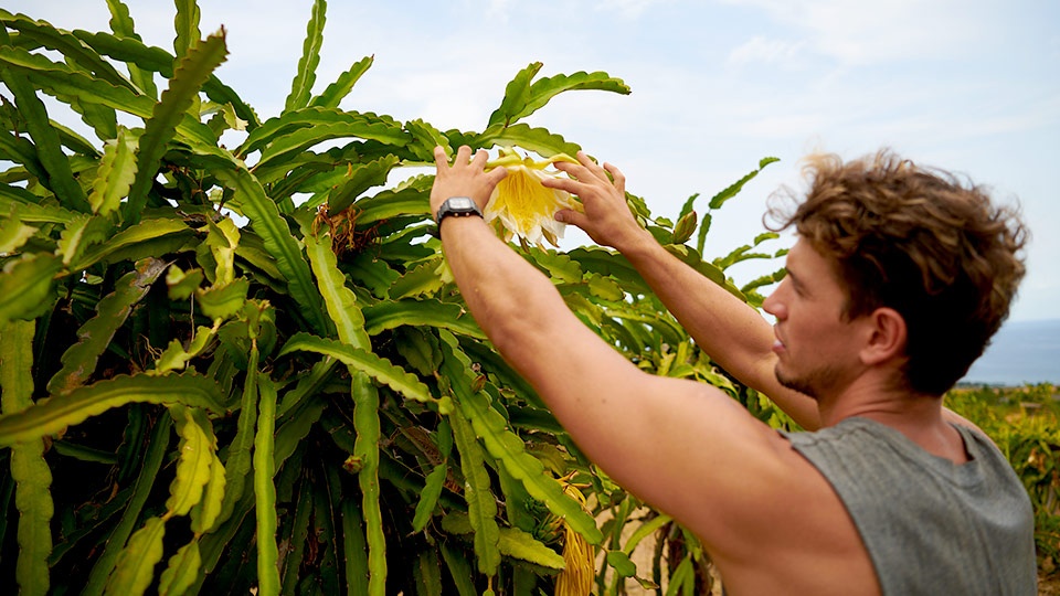 Best Plantation Maui Dragonfruit Farm