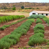 Best Maui Plantation Tours Evonuk Farms