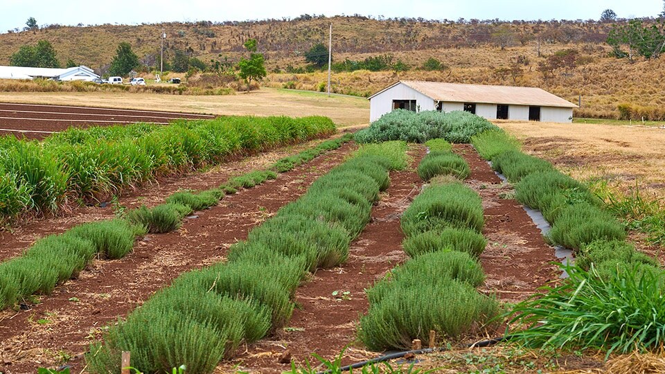 Maui Best All Organic Evonuk Farms