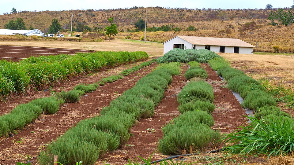 Best Maui Plantation Evonuk Farms