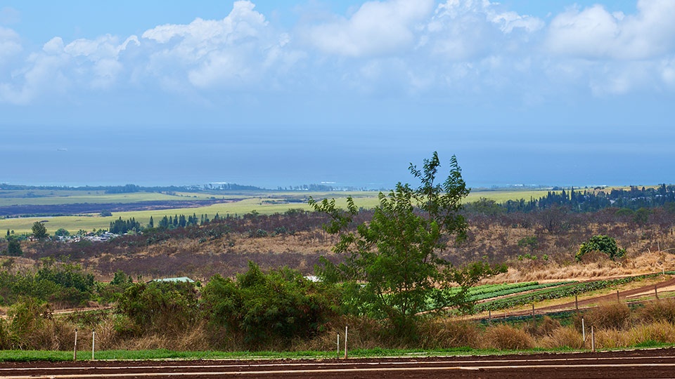 Best Maui Plantation Evonuk Farms