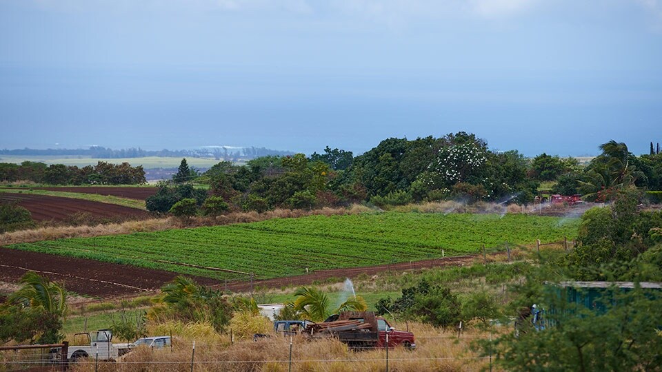 Maui Best All Organic Evonuk Farms