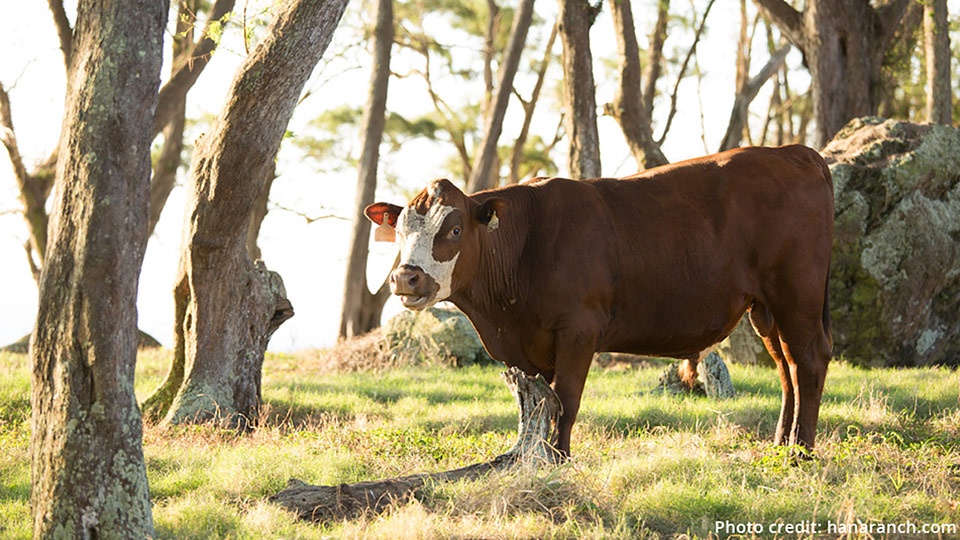 Hawaii Best Organic Hana Ranch