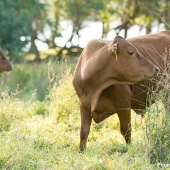 Hawaii Best Organic Hana Ranch