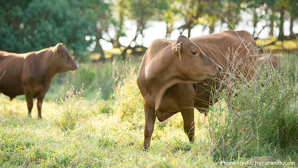 Hawaii Best Organic Hana Ranch